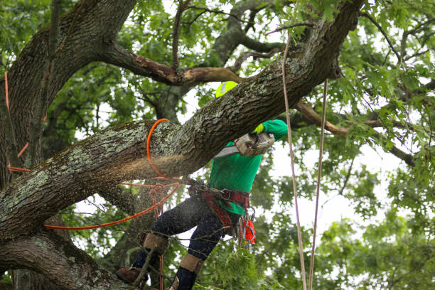 How Our Tree Care Process Works  in  Rancho Mission Viejo, CA