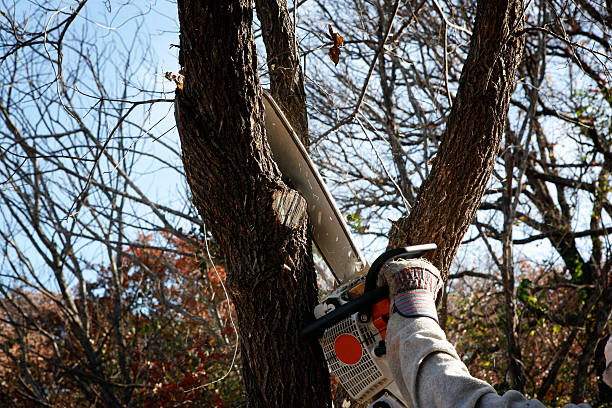 Trusted Rancho Mission Viejo, CA Tree Care Experts